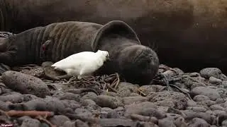 Испуг тюленя/seal fright смех