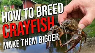 How to Breed Crayfish in a Pond Part 1 - Hur jag odlar kräftor i egen damm del 1