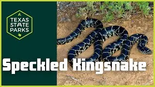 Up Close with the Speckled Kingsnake: Ranger Eric's Guide