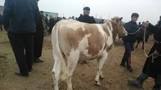 QIZIRIQ MOL BOZORI 2022 