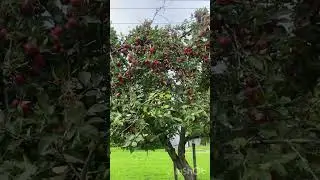 ناروے میں سڑکوں کے کنارے لگے ہو ئے سیب AppleTree #shortfeed #youtubeshort #viralvideo