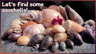 Day of Cone Shells | Finding Shells at Super Low Tide #shelling #shells