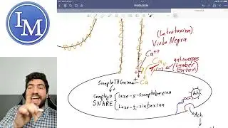 Fisiología | Primer parcial 12 | Potencial de acción y contracción muscular ENFERMEDADES