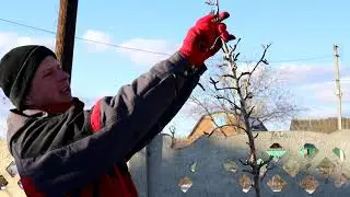 Обрезка груши