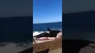 От косатки нет спасения даже на суше.

😣😞😔