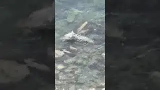 Море. Чайка.