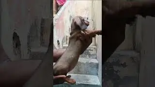 Dachshund Puppy | For Sale |  #shorts | 9788899970 | For sale