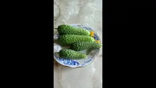 Мой первый урожай огурцов  на балконе