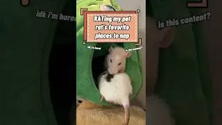 Rating My Pet Rat’s Favorite Napping Spots 🐀💤