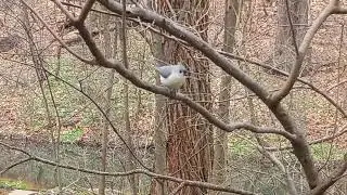 Острохохлые синички (Baeolophus bicolor) tufted titmouse