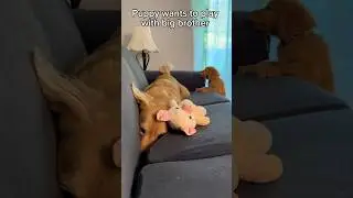 My puppy wants to play with his big brother