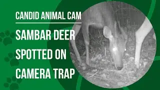 What is a sambar deer? Meeting one of Asia's largest threatened deer | Candid Animal Cam