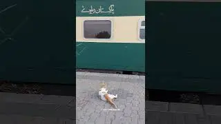 Railfan Cat Enjoy Train Departure #railfan #railfancat #raillovers #catshorts