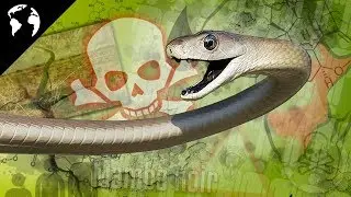Le SERPENT le plus DANGEREUX au MONDE