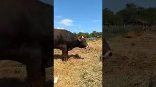 Очень доволен сеном)) #деревня #cow #животные #белгородскаяобласть #лето #быки #природа #корова