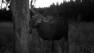 Moose on the salt lake. Hunting and fishing. Moose issue 89