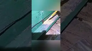 Среднерусская пчела против клеща варроа