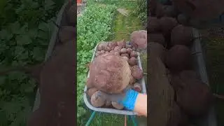 Свекла красавица!