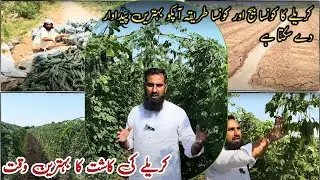 Karely (Bitter gourd) farming |کریلے کی کاشت Bitter gourd cultivation guide |IR FARM