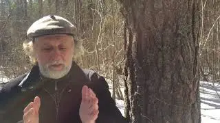 Как зарядиться энергией от деревьев