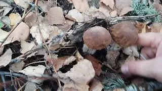Нашли грибную поляну с белыми грибами🍄🍄🍄