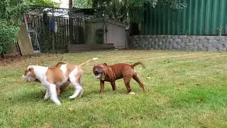 AKC STAFFORDSHIRE BULL TERRIER Puppies playing, 5 mths old