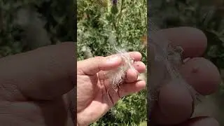 Растаропша жигар учун табий антиоксидант