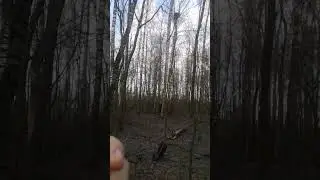 нашли гнездо куницы