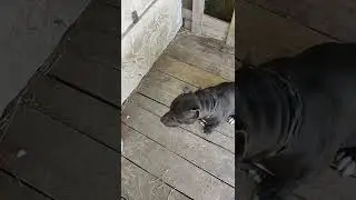 кушаем по команде