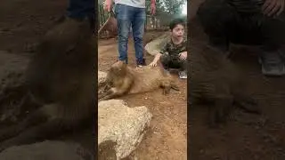 Capibara