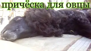 МОДНЫЙ ПРИГОВОР ДЛЯ ОВЦЫ.