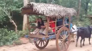 Sri Lanka   Bullock cart riding tour; Nice Lanka Tours