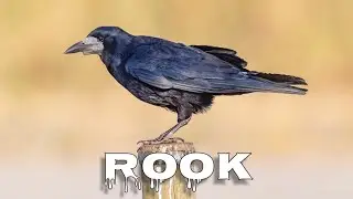 Rook sound