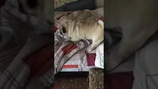 Мопсик пришёл будить ребёнка и потерял