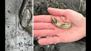 New archaeological discoveries found frozen in Ice