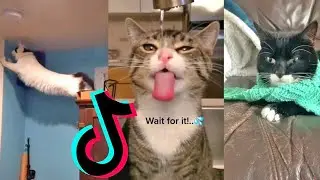 Cats being ..CATS 😼 On Tiktok Dank Cat Memes Compilation