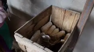 story of cotton, cotton agriculture, cotton fabric, printing and stitching