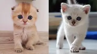 Cute little cat 😺 animals 2023 | Part 20