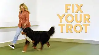 Troubleshooting Your Dog’s Trot - Using Your Lead and Stride To Your Advantage