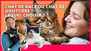 CHAT DE RACE OU CHAT DE GOUTTIÈRE ? LEQUEL ADOPTER ?