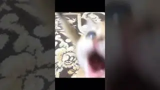 Это мой котик Майкл смешной #memes #активпж #рекомендации поставь лайк ради Майкала и подпишись😿🥺