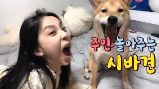 주인 놀아주는 시바견 [시바견(Shibainu,柴犬) 엄마 놀아주기]/귀여운 시바견 영상/애교쟁이/타투/꿍찌