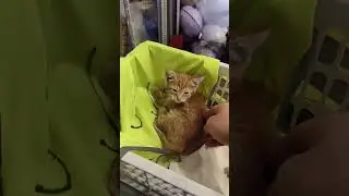 Кот чудом остался жив, ищем добрые руки
