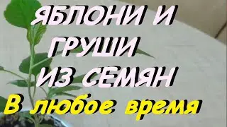 КАК ВЫРАСТИТЬ ИЗ СЕМЯН ЯБЛОНИ И ГРУШИ. ВЫСОКАЯ ВСХОЖЕСТЬ.
