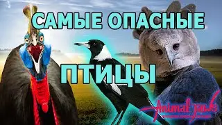 Топ-10 самых опасных для человека птиц