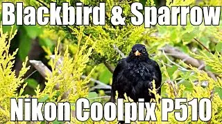 Blackbird Cleaning Jumps When Sparrow Arrives With Food - Nikon Coolpix P510