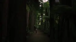A serene walk through 