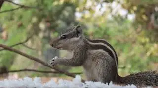Hungry Squirrel Eating Rice | Animal