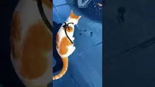 Walking My Cat Tiktok Live Highlights=cat mando