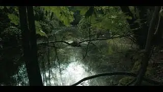 Natuur in beweging (Dji Osmo Pocket Anamorhic)